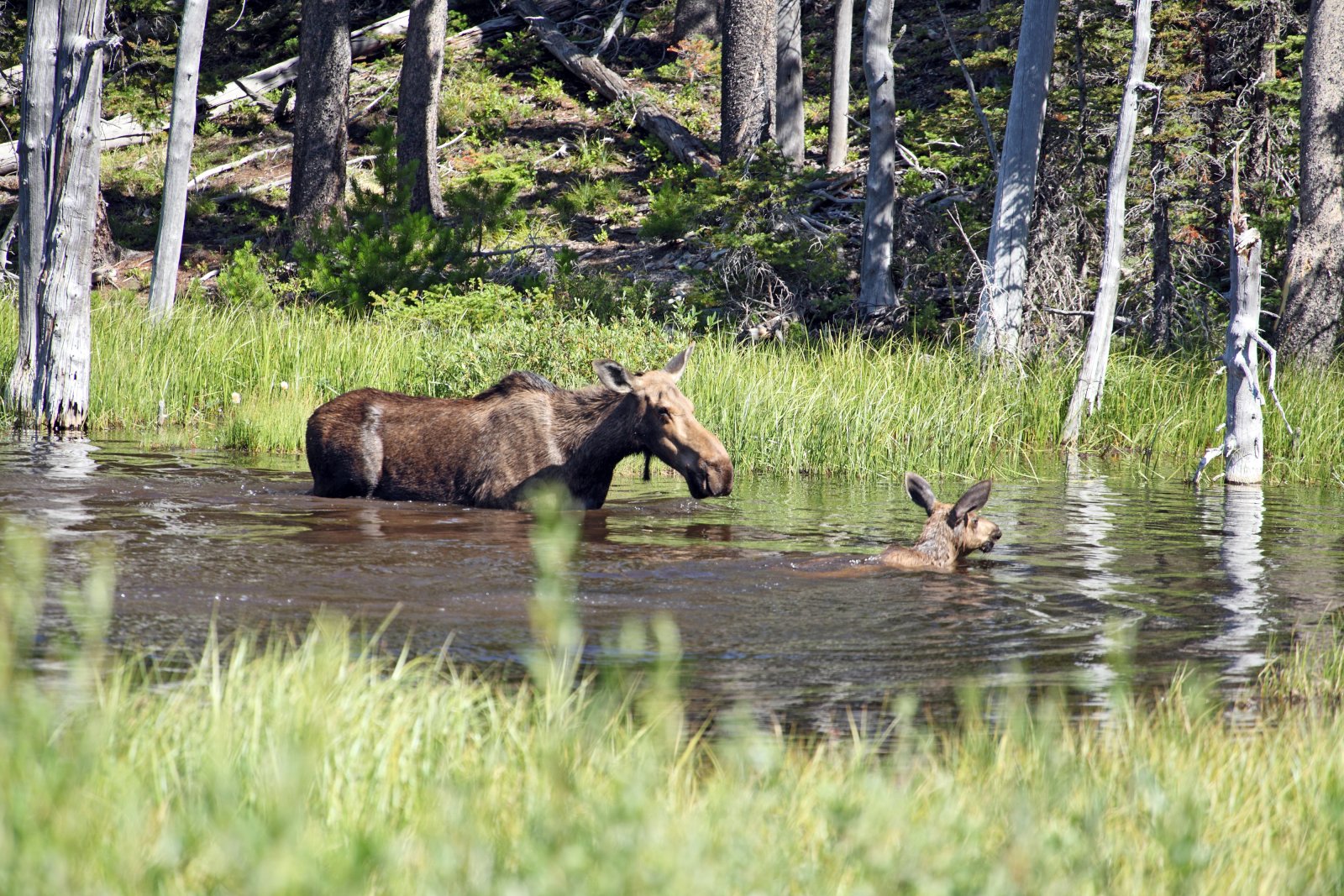 Moose_With_Calf_In_A_Lake_original_2459459