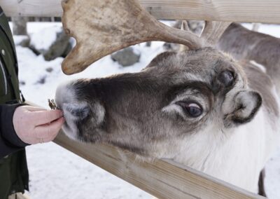 Meeting the Reindeer