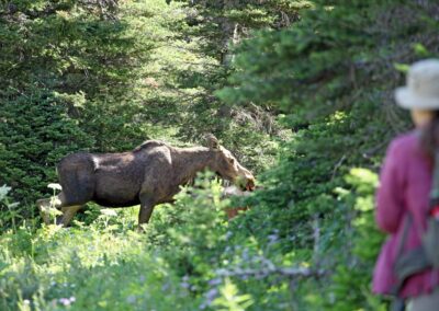 Moose & Wildsafari