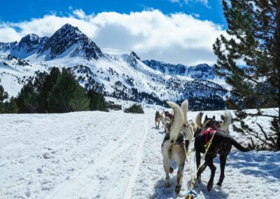 Alaskan huskies tour